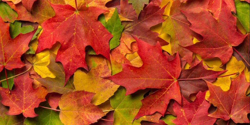 autumn leaves