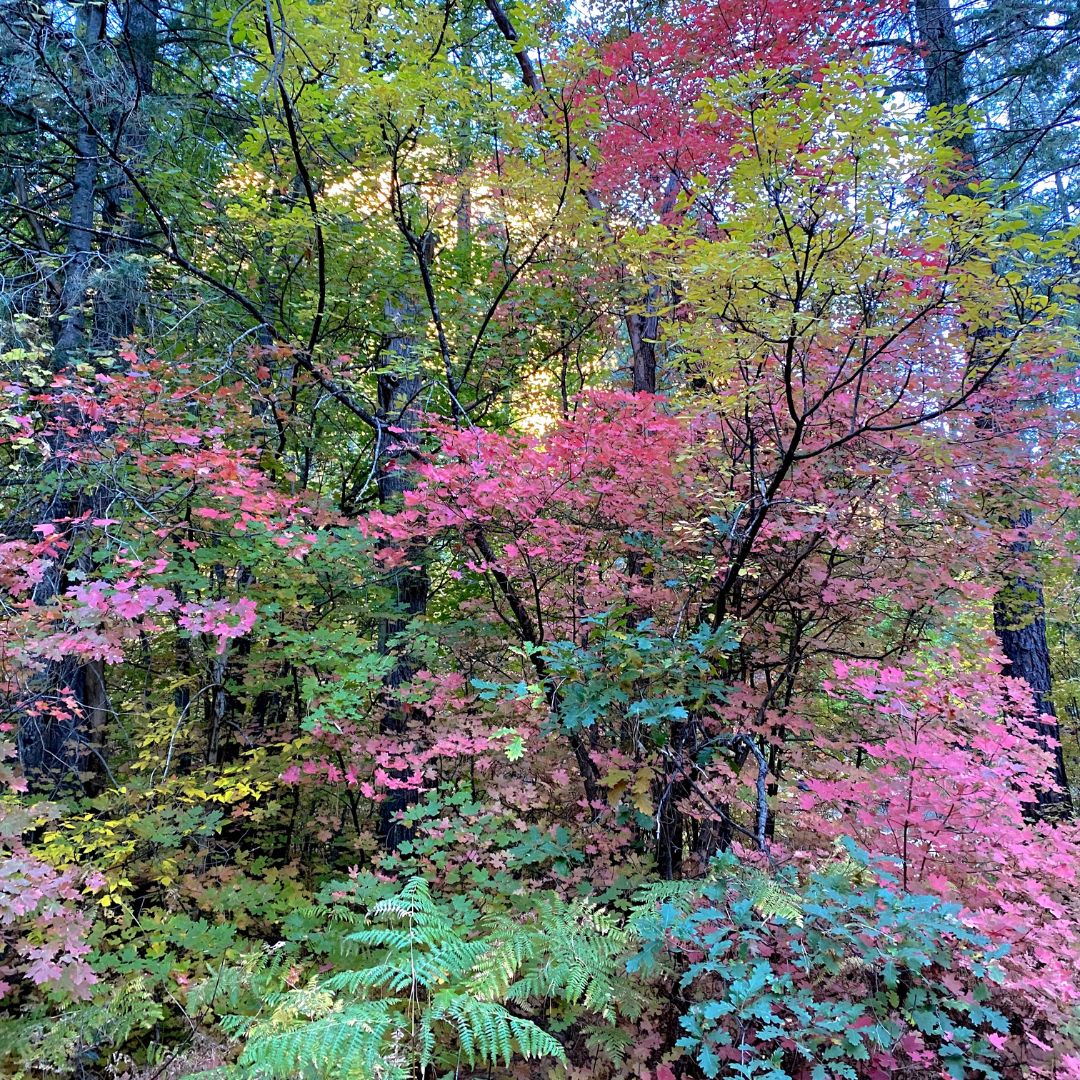 trees with leaves changing colors